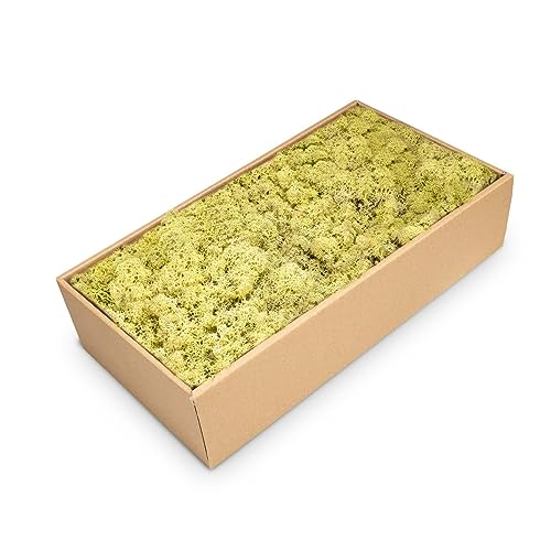 NaDeco Islandmoos Altgrün, konserviert, verpackt im Karton mit ca. 500g, | Moos zum Basteln und Dekoration | Moosbild selber Machen | Rentier Moos | Rendier Moos | Deko Moos | Bastel Moos | Dekomoos von NaDeco