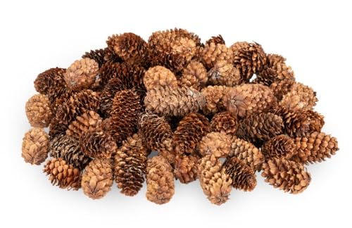NaDeco Kleine Fichtenzapfen in Natur, ca. 2-4cm, 180 g, ca. 80-100 STK. | Picea asperata | Tannenzapfen | Borstenfichte | Tannenzapfen | Naturzapfen | Kiefernzapfen | Weihnachtsdeko | Adventsdeko NaDeco Kleine Fichtenzapfen in Natur, ca. 2-4cm, 180 g, ca. 80-100 STK. | Picea asperata | Tannenzapfen | Borstenfichte | Tannenzapfen | Naturzapfen | Kiefernzapfen | Weihnachtsdeko | Adventsdeko von NaDeco
