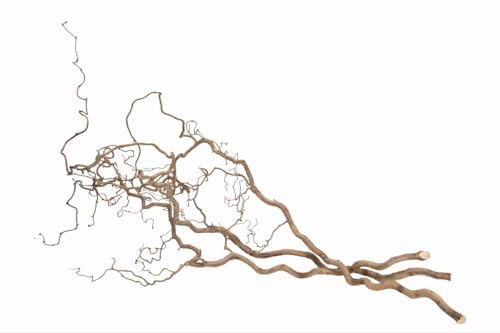 NaDeco Korkenzieher-Zweig, 3 Stück im Bund, ca. 100-120cm | Verschnörkelter Deko AST | Korkenzieherhasel | Haselzweige | Schöner Osterzweig | Sitzstange für Wellensittiche | Dekozweige für Bodenvase von NaDeco