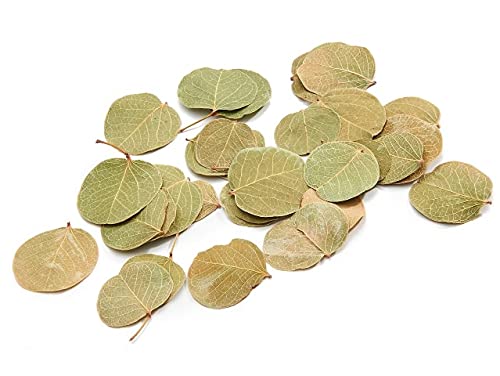 NaDeco Moneta Blätter Natur oder Weiß, getrocknet im Beutel mit 250g Chamaecrista orbiculata Deko Blätter Getrocknete Blätter zur Dekoration Terrarium Dekoration, Farbe:Natur von NaDeco