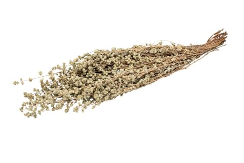 NaDeco Oregano getrocknet im Bund ca. 50 cm Getrocknete Kräuter Boho Deko Trockenblumen Deko Trockenblumen Kräuter Strauß Trockenstrauß getrockneter Blumenstrauß von NaDeco