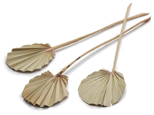 NaDeco Palmenblatt 'Rund', naturbelassen oder Gebleicht, frei wählbar, 10 STK. ca. 30-40cm | Palm Sun | Palmenblatt | Palmenwedel | Palmenzweig | Beachbar-Deko, Farbe:Natur NaDeco Palmenblatt 'Rund', naturbelassen oder Gebleicht, frei wählbar, 10 STK. ca. 30-40cm | Palm Sun | Palmenblatt | Palmenwedel | Palmenzweig | Beachbar-Deko, Farbe:Natur von NaDeco