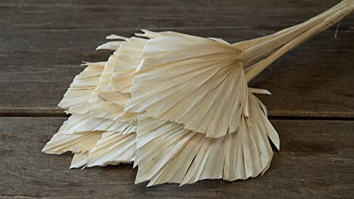 NaDeco Palmenblatt 'Speer', groß, 10 Stück, ca. 30-40cm, Farben wählbar| Palm Spear Large | Palmenblatt | Palmenwedel | Palmenzweig | Beachbar Deko | Beachclub Deko, Farbe:Gebleicht | Weiß NaDeco Palmenblatt 'Speer', groß, 10 Stück, ca. 30-40cm, Farben wählbar| Palm Spear Large | Palmenblatt | Palmenwedel | Palmenzweig | Beachbar Deko | Beachclub Deko, Farbe:Gebleicht | Weiß von NaDeco