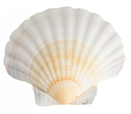 NaDeco Pecten jacobaeus, Größe ca. 12-15cm | Jakobsmuschel | Jacobsmuschel-Schale | Pilgermuschel | Fächermuschel | Ragout-Schalen | Scallops | Maritime Dekoration | Muscheln und Schnecken von NaDeco