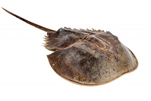 NaDeco Pfeilschwanzkrebs Länge ca. 23 cm, konserviert und präpariert | Limulidae | Limulus Krebs | Seemaulwurf | Pferdehufkrabbe | Maritime Dekoration | Anschauungsmaterial für den Unterricht von NaDeco