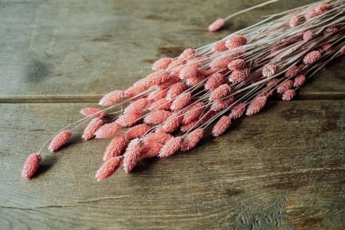 NaDeco Phalaris getrocknet im Bund ca. 60cm, Farben wählbar Trockenblumen Glänzgräser Dekogras Boho Style getrocknete Blumen Trockenblumenstrauß, Farbe:gefrostet pink von NaDeco