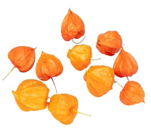 NaDeco Physalis franchetii, Größe ca. 4-5cm, Beutel mit 10 Köpfen | Lampionblume | Physalis Lampion | Boho-Deko | Herbstdekoration | Trockenblumen | Trockenstrauß | getrockneter Blumenstrauß von NaDeco