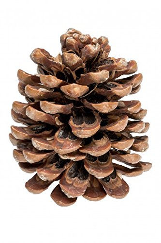 NaDeco Pinienzapfen, Größe 8-12cm, 1 Stück Pinus pinea Pinien-Zapfen Tannenzafen Baumzapfen Kiefernzapfen Dekozapfen Zapfendeko Adventsdeko Weihnachtsdeko von NaDeco