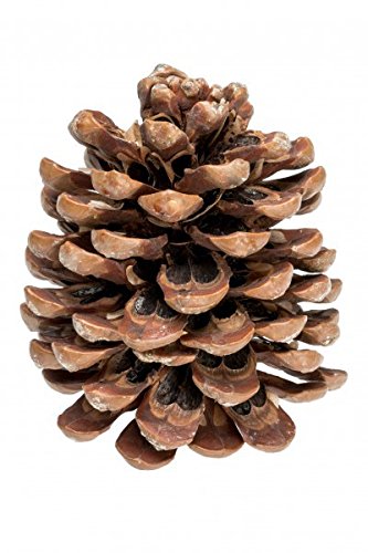 NaDeco Pinienzapfen, Größe 8-12cm, 1 Stück Pinus pinea Pinien-Zapfen Tannenzafen Baumzapfen Kiefernzapfen Dekozapfen Zapfendeko Adventsdeko Weihnachtsdeko NaDeco Pinienzapfen, Größe 8-12cm, 1 Stück Pinus pinea Pinien-Zapfen Tannenzafen Baumzapfen Kiefernzapfen Dekozapfen Zapfendeko Adventsdeko Weihnachtsdeko von NaDeco