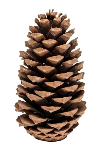 NaDeco Pinus Maritima, Größe 10-14cm | Pinus Pinaster | Kiefernzapfen | Maritima Tannenzapfen | Große Tannenzapfen | Deko-Zapfen | Kiefernzapfen | Weihnachtsdeko | Adventsdeko NaDeco Pinus Maritima, Größe 10-14cm | Pinus Pinaster | Kiefernzapfen | Maritima Tannenzapfen | Große Tannenzapfen | Deko-Zapfen | Kiefernzapfen | Weihnachtsdeko | Adventsdeko von NaDeco