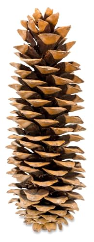 NaDeco Pinus lambertiana Länge ca.20-30cm | Tannenzapfen | Zapfen der Zuckerkiefer | Zucker Kiefer | Sugar Pine | Großer Kieferzapfen | Kiefernzapfen | Tannenzapfen NaDeco Pinus lambertiana Länge ca.20-30cm | Tannenzapfen | Zapfen der Zuckerkiefer | Zucker Kiefer | Sugar Pine | Großer Kieferzapfen | Kiefernzapfen | Tannenzapfen von NaDeco