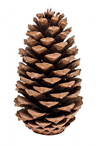 NaDeco Pinus maritima in Natur, 14-18cm, 20 Stück | Große Tannenzapfen | Kiefernzapfen | Weihnachtsdekoration | Deko | Zapfen Moos von NaDeco