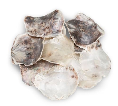 NaDeco Placuna Placenta, ca. 0,5 kg, ca. 10-12cm | Große Perlmuttscheiben | Sattel-Fenstermuschel | Perlmutt-Platten | Perlmutt-Scheiben | Capiz-Perlmuttscheiben | Muscheln und Schnecken von NaDeco
