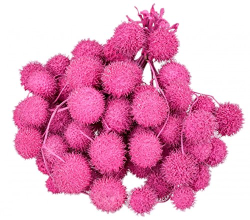 NaDeco Platan Bälle Fuchsia im Bund ca. 250g Platanen Früchte Plane Ball von NaDeco