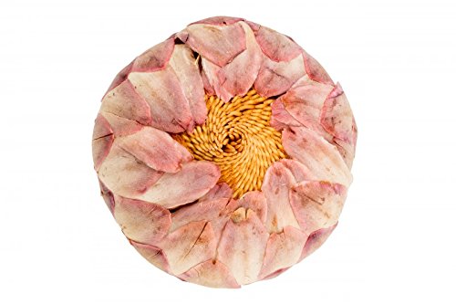 NaDeco Protea sulphurea ca. 4 - 6cm Proteen Protea Blütenknospe Trockenblumen aus Afrika Afrika Deko von NaDeco