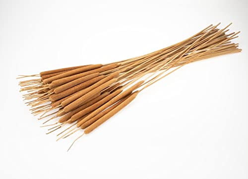 NaDeco Rohrkolben in Natur, Lieferung im Bund mit 50 Stück, Größe ca. 70cm | Typha Schilfkolben | Dekogras | Pampasgras-Deko | Trockenblumen | getrockneter Blumenstrauß | Boho-Deko von NaDeco