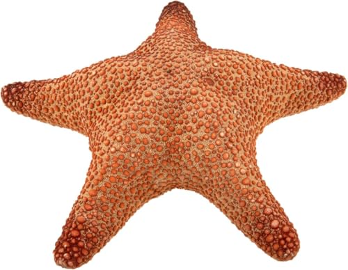 NaDeco Roter Dschungel Seestern, Durchmesser ca. 20-25cm | Pentaster obtusatus | Großer Deko Seestern | Jungle Starfish | Maritime Dekoration von NaDeco