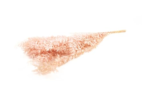 NaDeco Ruscus getrocknet, im Bund, in vielen Farben erhältlich, Größe ca. 70-80cm | Mäusedorn | Trockenblumen-Strauß | Getrocknete Blumen | Boho-Style | Boho-Deko, Farbe:Hellrosa von NaDeco
