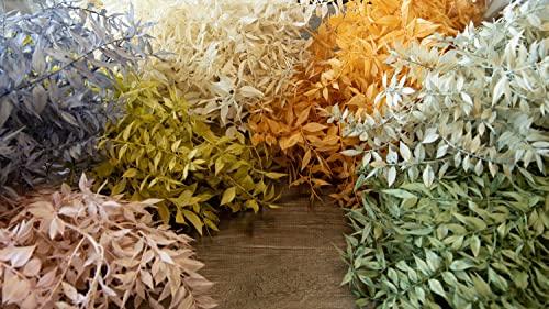 NaDeco Ruscus getrocknet, im Bund, in vielen Farben erhältlich, Größe ca. 70-80cm | Mäusedorn | Trockenblumen-Strauß | Getrocknete Blumen für Loop-Kränze | Boho-Style | Boho-Deko von NaDeco