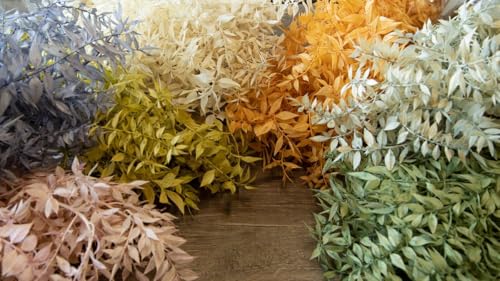 NaDeco Ruscus getrocknet, im Bund, in vielen Farben erhältlich, Größe ca. 70-80cm | Mäusedorn | Trockenblumen-Strauß | Getrocknete Blumen | Boho-Style | Boho-Deko von NaDeco