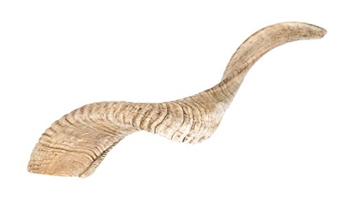 NaDeco Schafshorn in Natur mit Einer Länge zwischen 36 und 40cm | Schafhorn | Widder Horn | Schafhörner zur Dekoration | Tierhörner von NaDeco