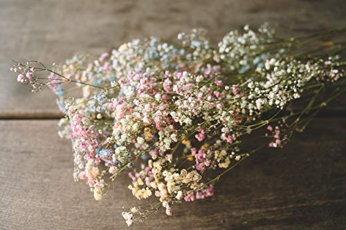 NaDeco Schleierkraut, getrocknet, im Bund, Länge ca. 50-60cm, in Natur und Gefärbt Gypsophila paniculata Gipskraut Trockenblumen Naturdeko Trockendeko für Vasen Pampasgras Deko, Farbe:Bunt von NaDeco