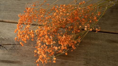 NaDeco Schleierkraut, getrocknet, im Bund, Länge ca. 50-60cm, in Natur und Gefärbt Gypsophila paniculata Gipskraut Trockenblumen Naturdeko Trockendeko für Vasen Pampasgras Deko, Farbe:Orange von NaDeco