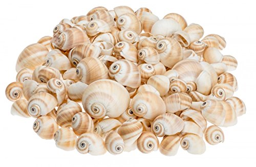 NaDeco Schnecke Mattukan 1kg Deko Muschel Dekoschnecke Deko Schnecken Muscheln und Schnecken Maritime Dekoration von NaDeco