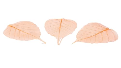 NaDeco Skelettblätter, in vielen Farben zur Auswahl, verpackt mit 200 Stück Skelett-Blätter Willowblätter getrocknete Blätter Dekoblätter Schleierblätter Scrapbooking Boho-Style, Farbe:Orange von NaDeco