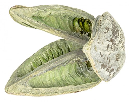 NaDeco Sororoca Frucht Stone Washed apfelgrün ca. 10-15cm Madeira Head Flor de Madeira Strelítzia nicolái Naturdeko von NaDeco