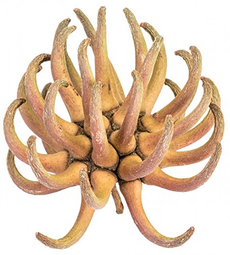 NaDeco Spidergum Klaue 6-8cm | Eucalyptus Lehmannii | Getrocknete Eukalyptusfrucht | Exotische Naturdekoration | Naturdeko | Dekofrüchte von NaDeco