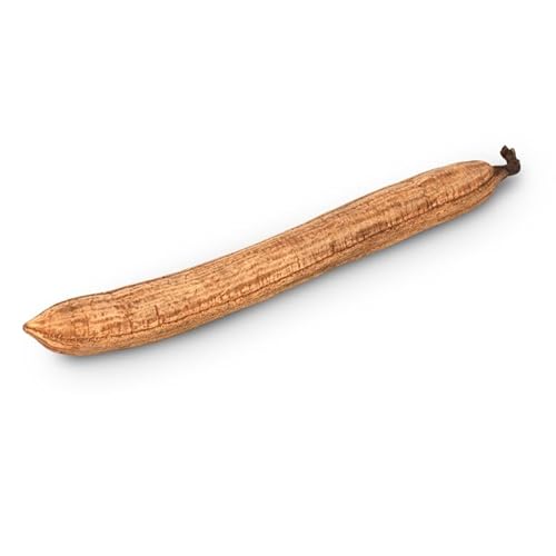 NaDeco Stick Fruit geschliffen ca. 30-50cm Cassia javanica Calleonaschote Cassia Schote Manna Schote Cassia Stangen Manna Frucht Exotische Dekoration Naturdeko von NaDeco