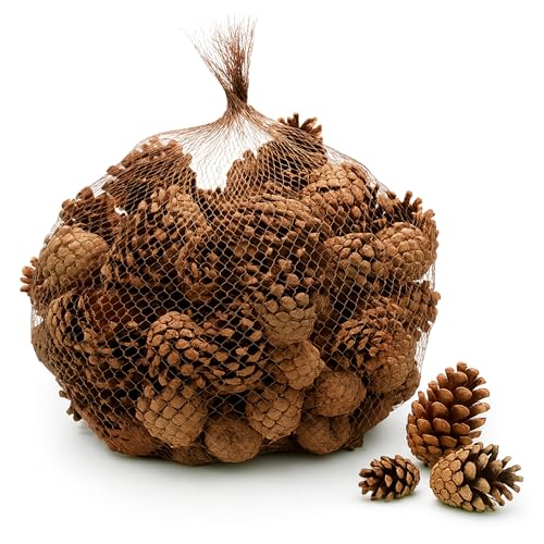 NaDeco Sylvestris-Zapfen ca.150 Stück 1kg, Weihnachten Waldkiefer-Zapfen Pinus Sylvestris Kieferzapfen Tannenzapfen Fichtenzapfen, Herbst Winter Deko Dekoration Naturdeko, Adventskranz Weihnachtsbaum NaDeco Sylvestris-Zapfen ca.150 Stück 1kg, Weihnachten Waldkiefer-Zapfen Pinus Sylvestris Kieferzapfen Tannenzapfen Fichtenzapfen, Herbst Winter Deko Dekoration Naturdeko, Adventskranz Weihnachtsbaum von NaDeco
