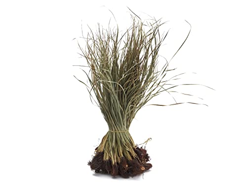 NaDeco Tiririca gerade, Länge ca. 50-60cm, im Bund mit 500g | Cyperus rotundus | Deko Gras | Deko Busch | Deko Bündel | Naturdeko | Terrarium Dekoration | Modellbau von NaDeco