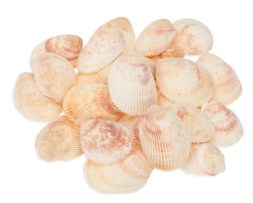 NaDeco Trachycardium elongatum Natur, Größe ca. 4-6cm,verpackt mit 0,5kg | Muschel Ba Lua weiße Deko Muscheln | weiße Muschelschalen | Shell White Cockle | Schleckmuscheln | Große Dekomuscheln von NaDeco
