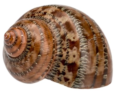 NaDeco Turbo petholatus, Größe ca. 4-7cm | Gobelin Turban | Meeresschnecke | Deko-Schnecke | Schneckenhaus | Deko-Schneckenhaus | Turbanschnecke | Deko-Schnecken | Muscheln und Schnecken von NaDeco