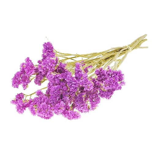 NaDecoStatice sinuata getrocknet ca. 50-60cm in vielen Farben zur Auswahl Limonium sinuatum Geflügelter Strandflieder Trockenblumen getrocknete Blumen getrocknete Blüten Trockenstrauß, Farbe:Fuchsia von NaDeco