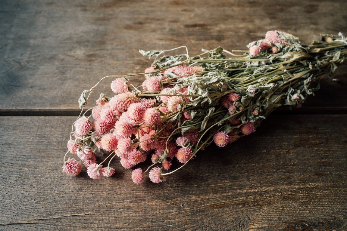 Trockenblume Gomphrena globosa in Pink, ca. 50-60cm Trockenblumen, NaDeco von NaDeco