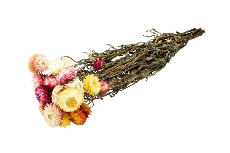 Trockenblume Helichrysum-Mix im Bund, Länge ca. 50cm getrocknete Strohblumen, NaDeco Trockenblume Helichrysum-Mix im Bund, Länge ca. 50cm getrocknete Strohblumen, NaDeco von NaDeco