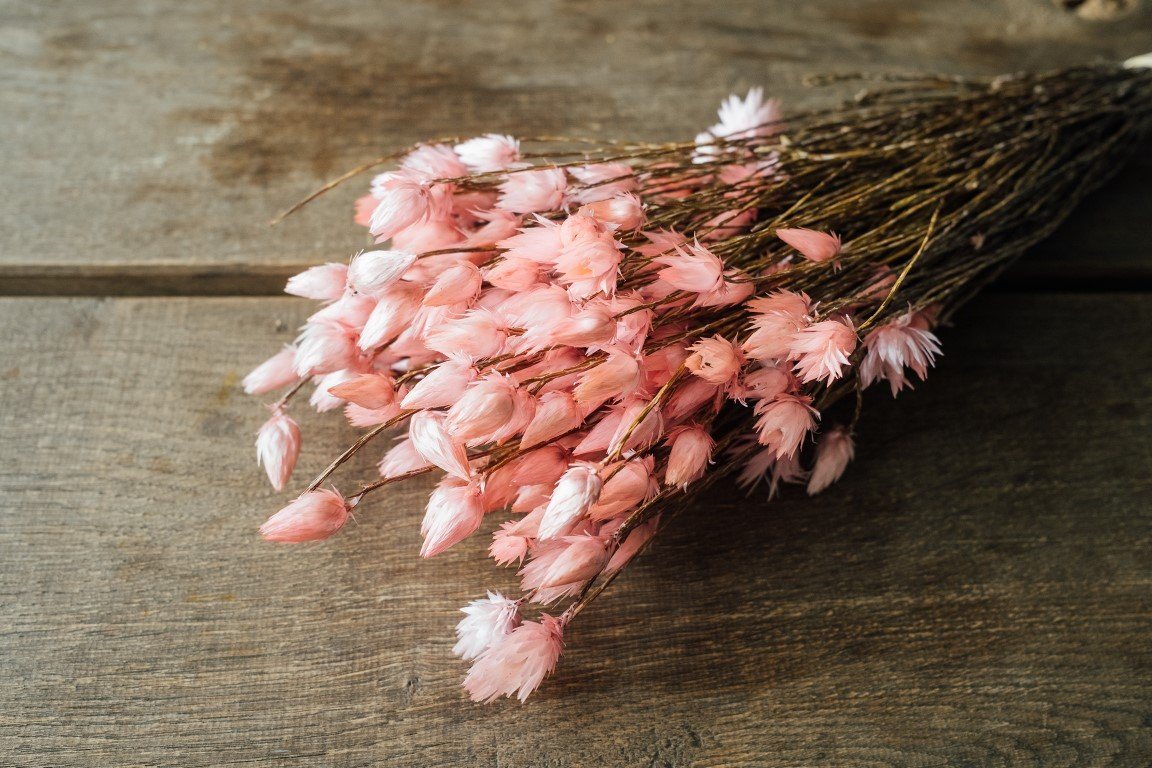 Trockenblume Kaap Flower Hellrosa im Bund, Länge ca. 40-50 cm, NaDeco von NaDeco