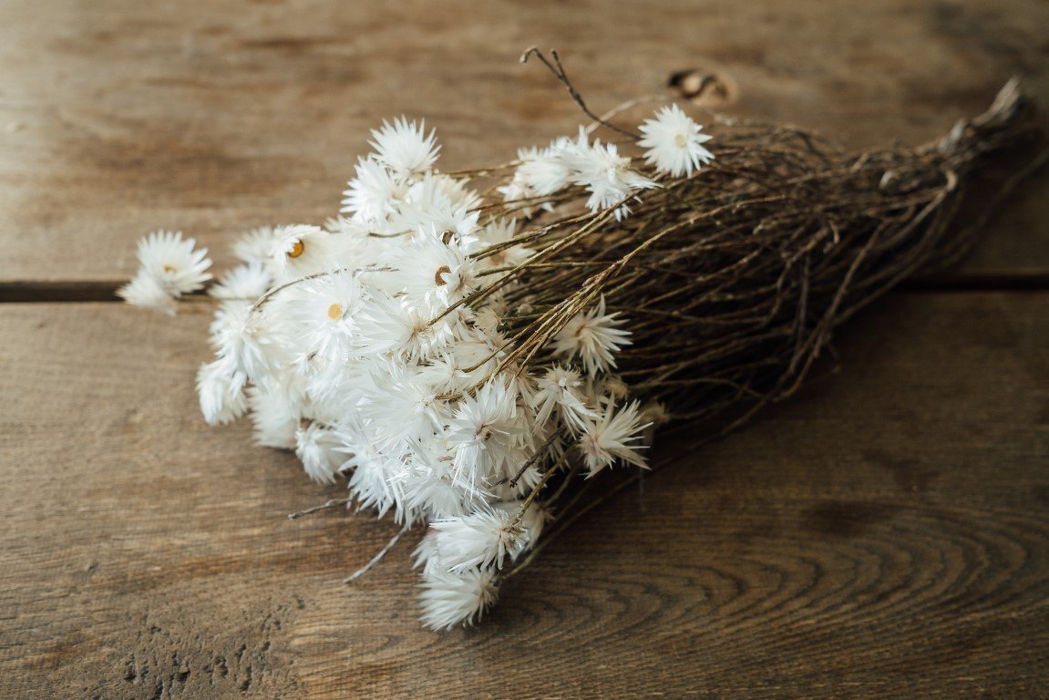 Trockenblume Kaap Flower Natur im Bund, Länge ca. 40-50 cm, NaDeco von NaDeco