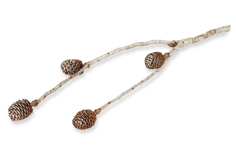 Trockenblume Muirii Zweig Natur ca. 30-50cm mit 3-5 Leucadendron muirii, NaDeco Trockenblume Muirii Zweig Natur ca. 30-50cm mit 3-5 Leucadendron muirii, NaDeco von NaDeco