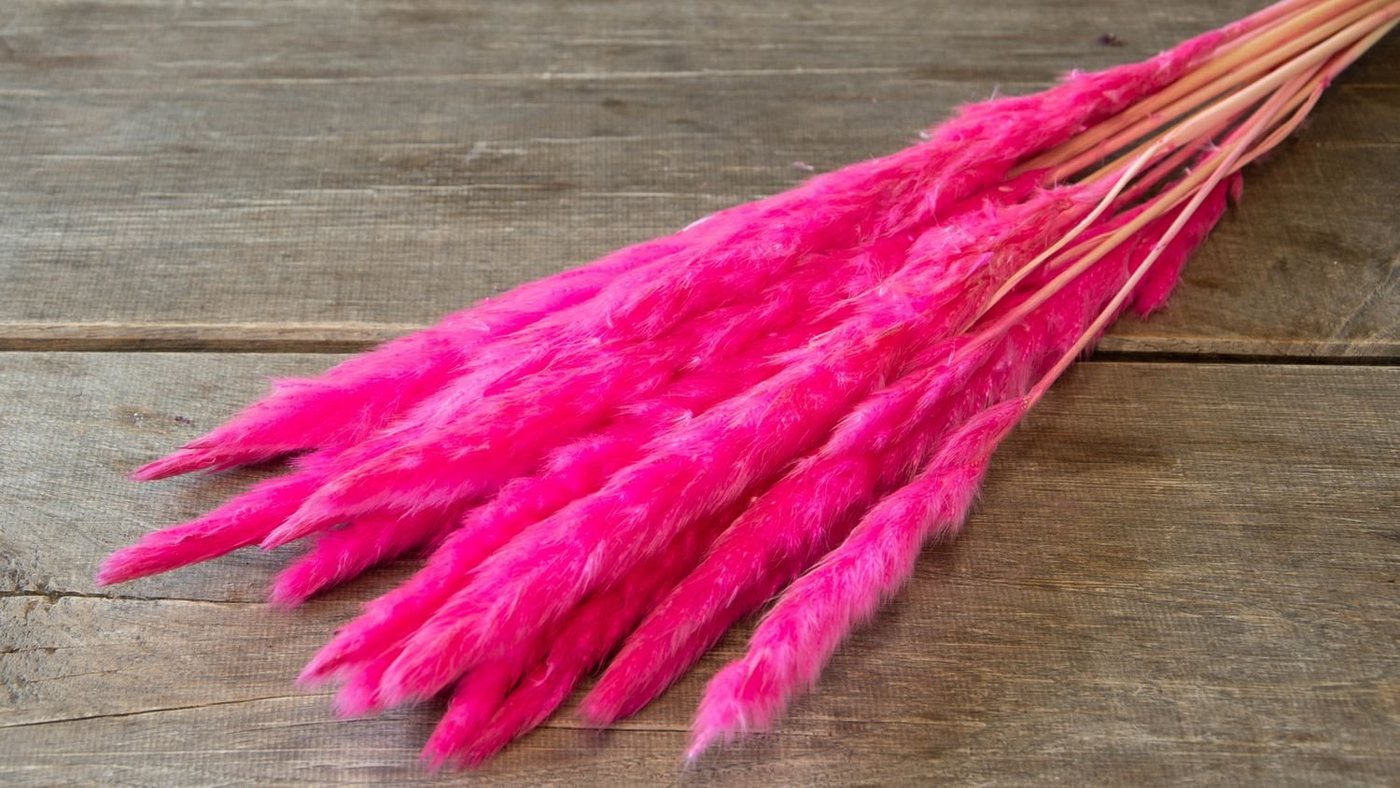 Trockenblume Pampasgras Fluffy Hellpink 50-70g, ca. 10-16 Stiele 75-80cm, NaDeco von NaDeco