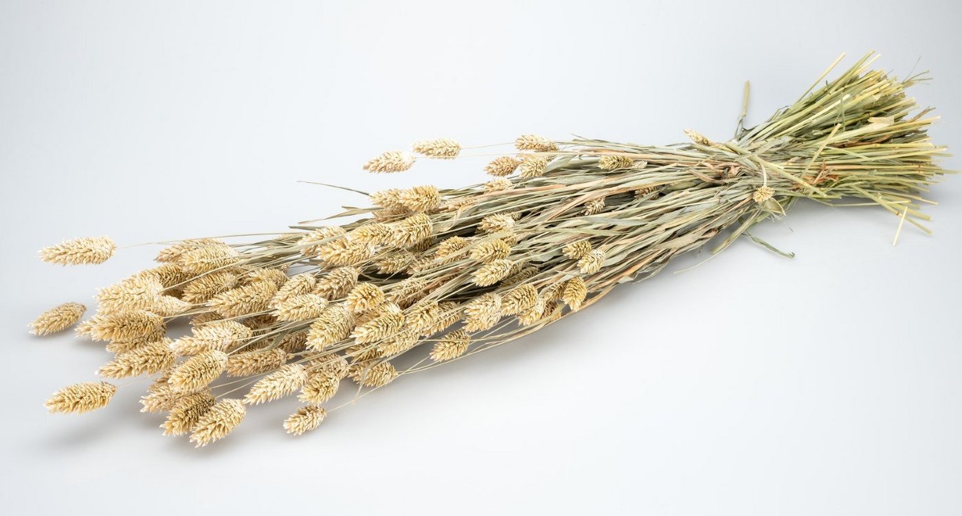 Trockenblume Phalaris gefrostet lachs getrocknet im Bund ca. 60 cm, NaDeco von NaDeco