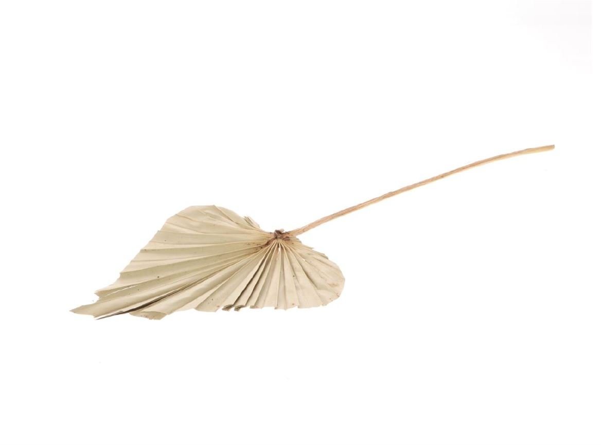 Trockenblume Plamneblatt Speer", groß, Breite ca. 20-25 cm, Länge ca. 45-60 cm Palmenwedel, NaDeco" von NaDeco