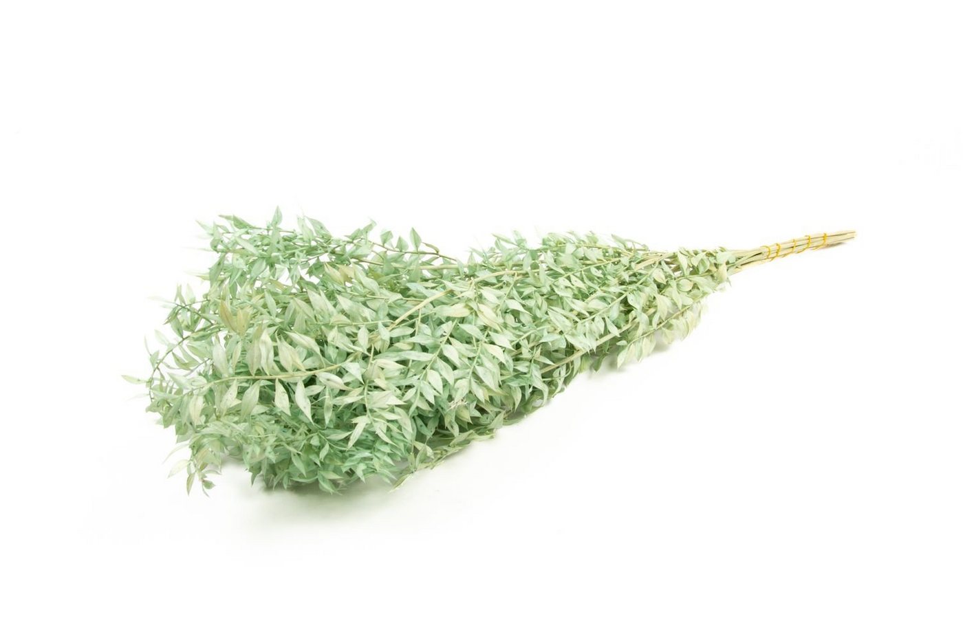 Trockenblume Ruscus Mintgrün, im Bund, Größe ca. 70-80cm Mäusedorn, NaDeco von NaDeco