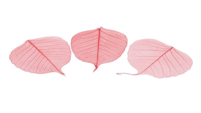 Trockenblume Skelettblätter in Rot, verpackt mit 200 Stück, NaDeco von NaDeco