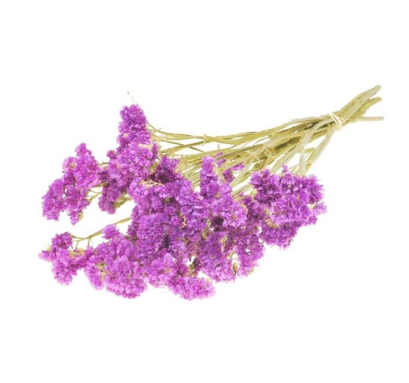 Trockenblume Statice sinuata getrocknet in Fuchsia, NaDeco von NaDeco