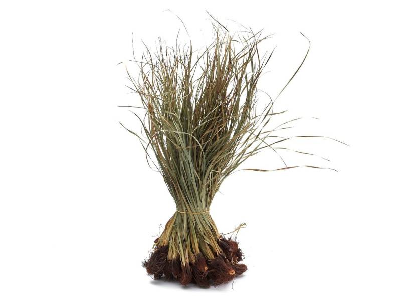 NaDeco Bastelnaturmaterial Tiririca gerade, Länge ca. 50-60cm 500g Cyperus rotundus NaDeco Bastelnaturmaterial Tiririca gerade, Länge ca. 50-60cm 500g Cyperus rotundus von NaDeco
