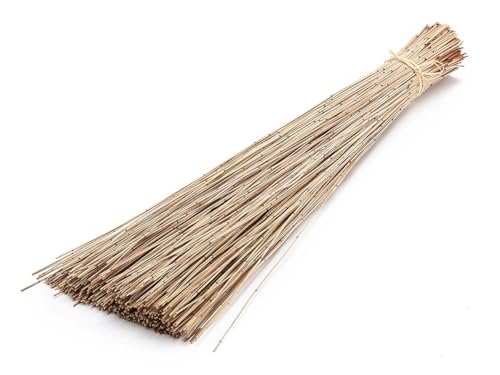 Vleireed 75cm 1kg in 7 Farben zur Auswahl Restio giganteus Vlei Reed Deko Gras Schilfrohre Deko Reed Deko Busch Deko Bündel Naturdeko Feine Dekozweige Elefantengras Afrika Deko, Farbe:Natur von NaDeco